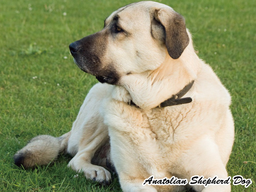 アナトリアン シェパード ドッグ Anatolian Shepherd Dog ラブを飼うならカクゴしろ