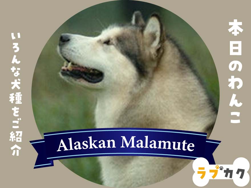 アラスカン マラミュート Alaskan Malamute ラブを飼うならカクゴしろ